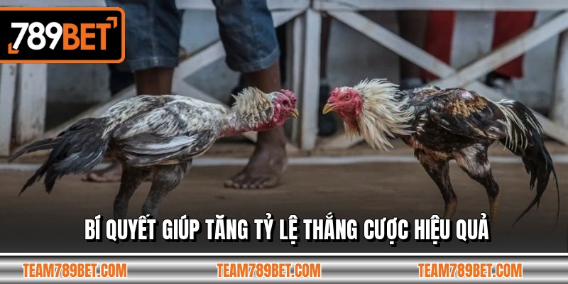 Bí quyết giúp tăng tỷ lệ thắng cược hiệu quả