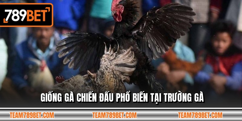 Giống gà chiến đấu phổ biến tại trường gà