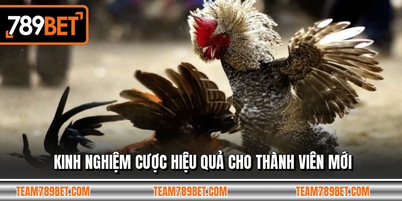 Kinh nghiệm cược hiệu quả cho thành viên mới